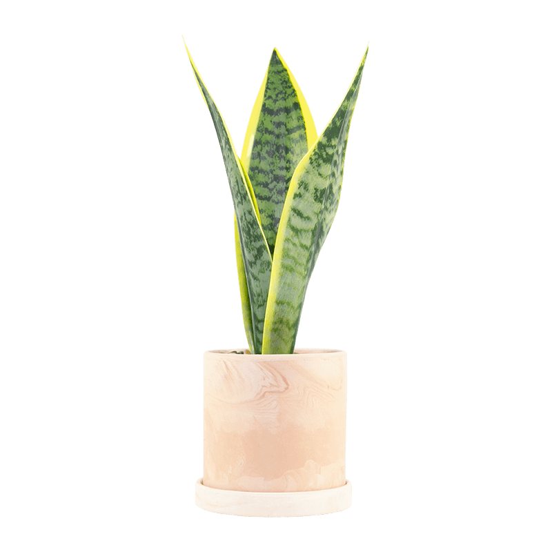 Artificial Snake Plant 4 Leaves in Ceramic Pot