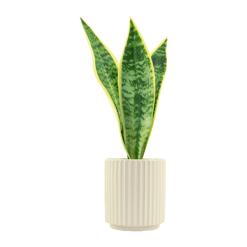 Artificial Aloe in Beige Ceramic Pot 16.1