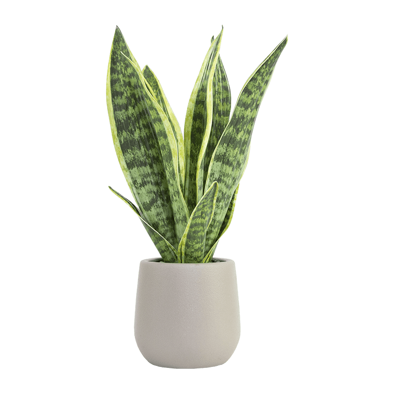 Artificial Snake Aloe in PP Pot 15.8