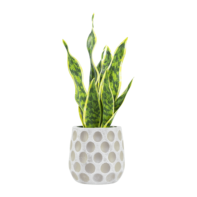 Artificial Snake Aloe in PP Pot 15.8