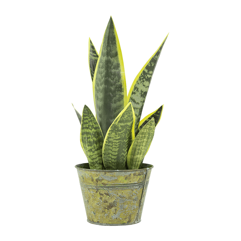 Artificial Snake Aloe in PP Pot 15.8