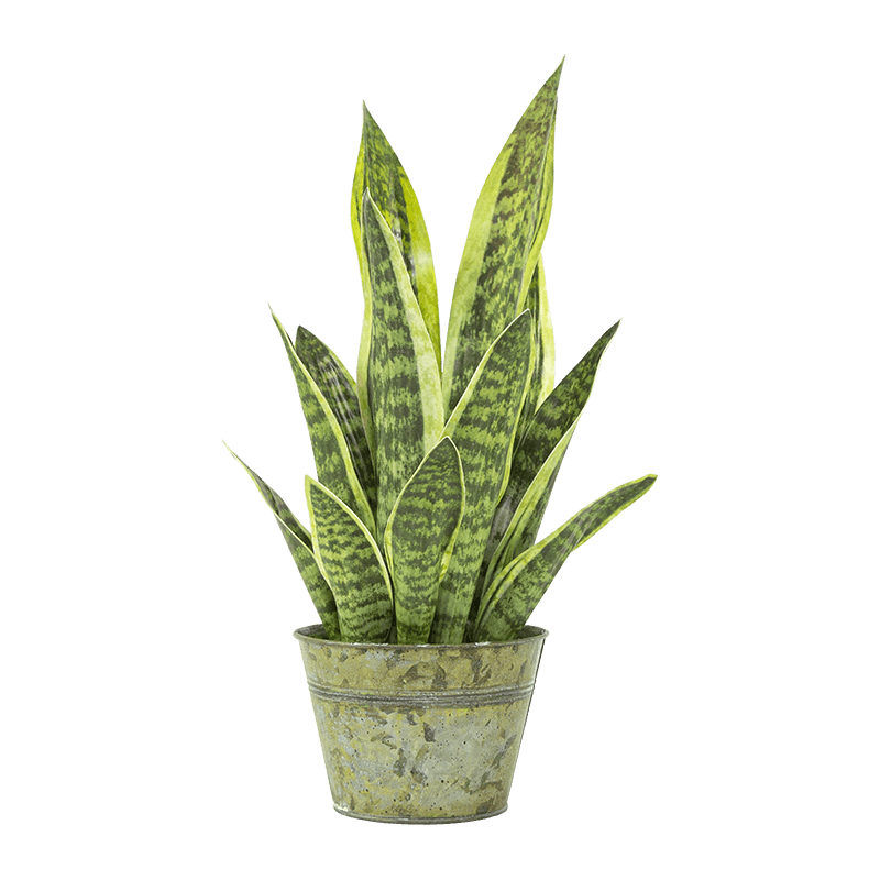 Artificial Snake Aloe in PP Pot 15.8