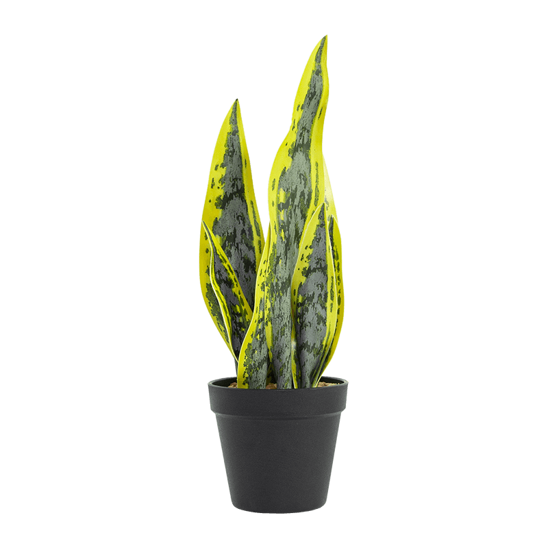 Artificial Snake Aloe in PP Pot 15.8