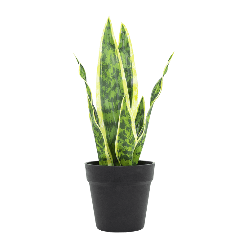 Artificial Snake Aloe in PP Pot 15.8