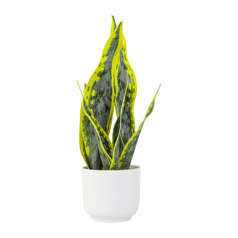 Artificial Snake Aloe in PP Pot 15.8
