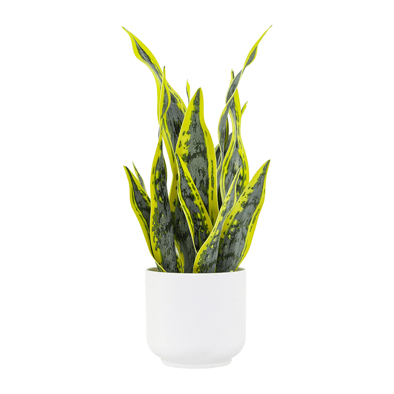 Artificial Snake Aloe in PP Pot 15.8