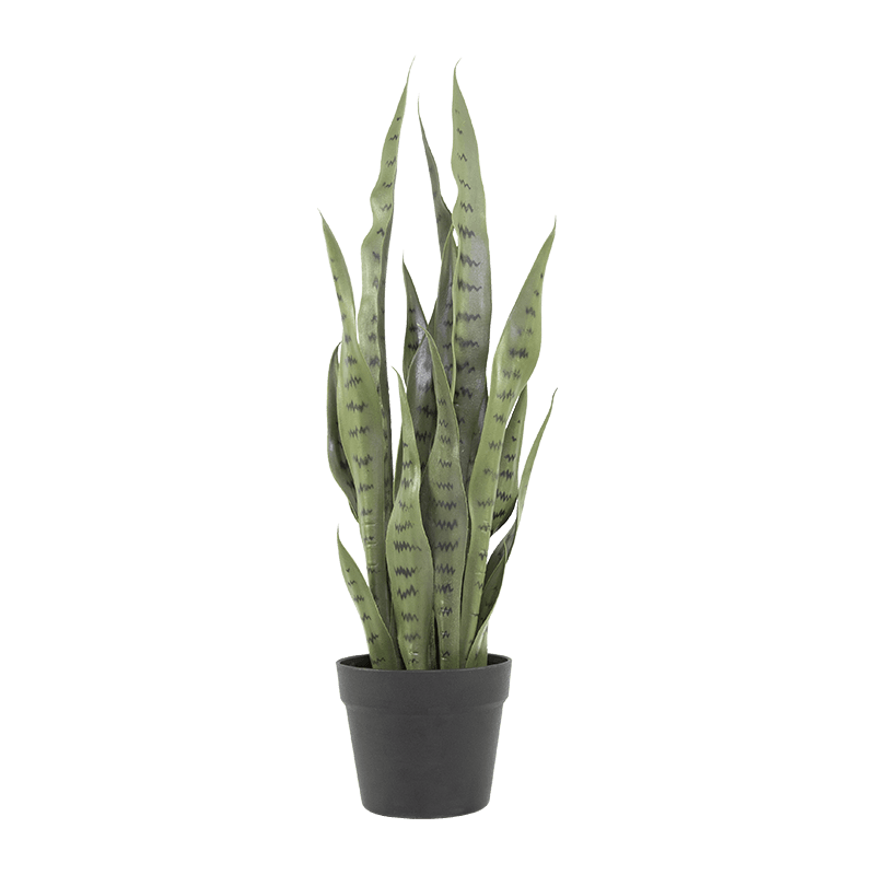 Artificial Snake Aloe in PP Pot 15.8
