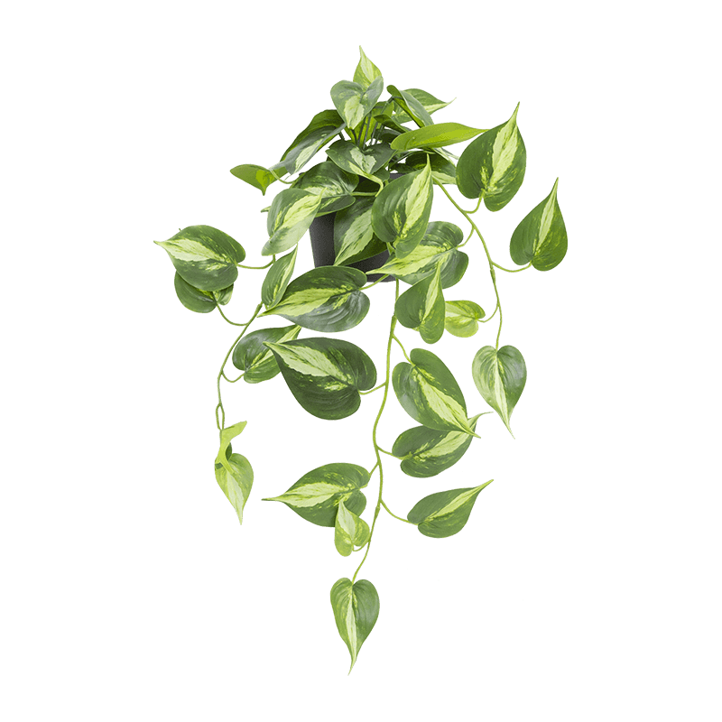 Artificial Hanging Green Leaves in PP Pot 27.6 Inch