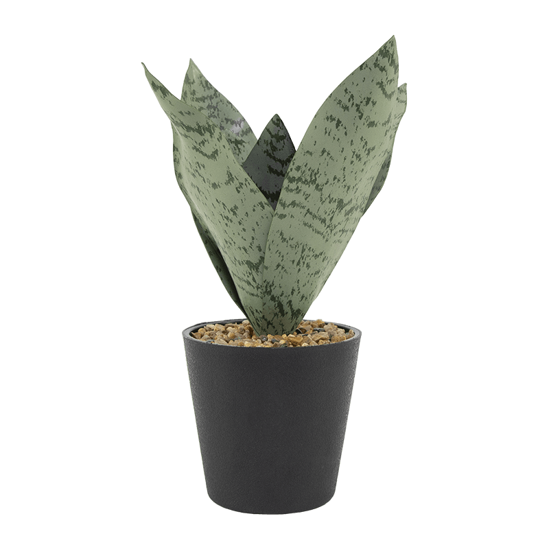 Snake Aloe Plant in PP Pot 24cm
