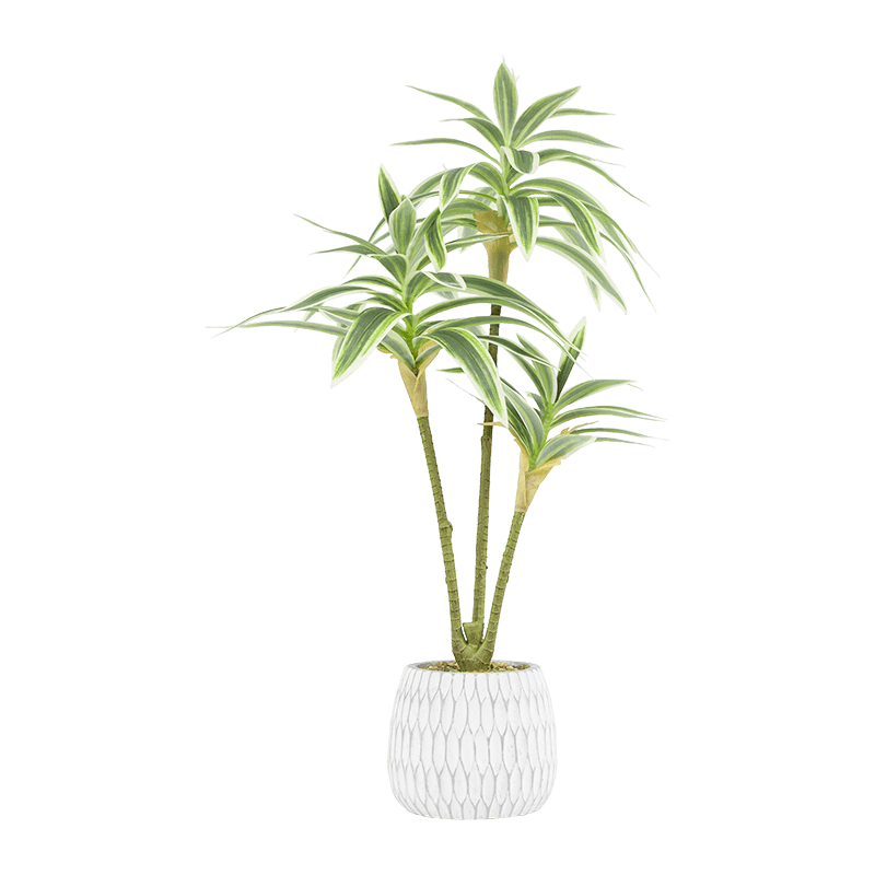 Dracaena Sanderiana in Cement Pot