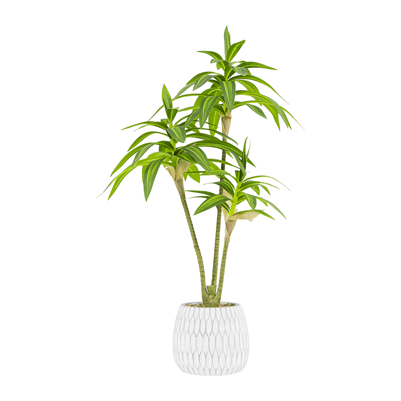 Dracaena Sander Iana Plant in Cement Pot