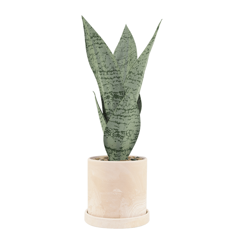 Snake Aloe Plant in Ceramic Pot 40cm