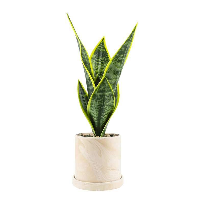 Snake Aloe Plant in Ceramic Pot 40cm