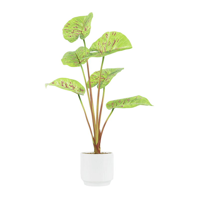 Artificial Pink Taro Plant 6 Leaves in Ceramic Pot