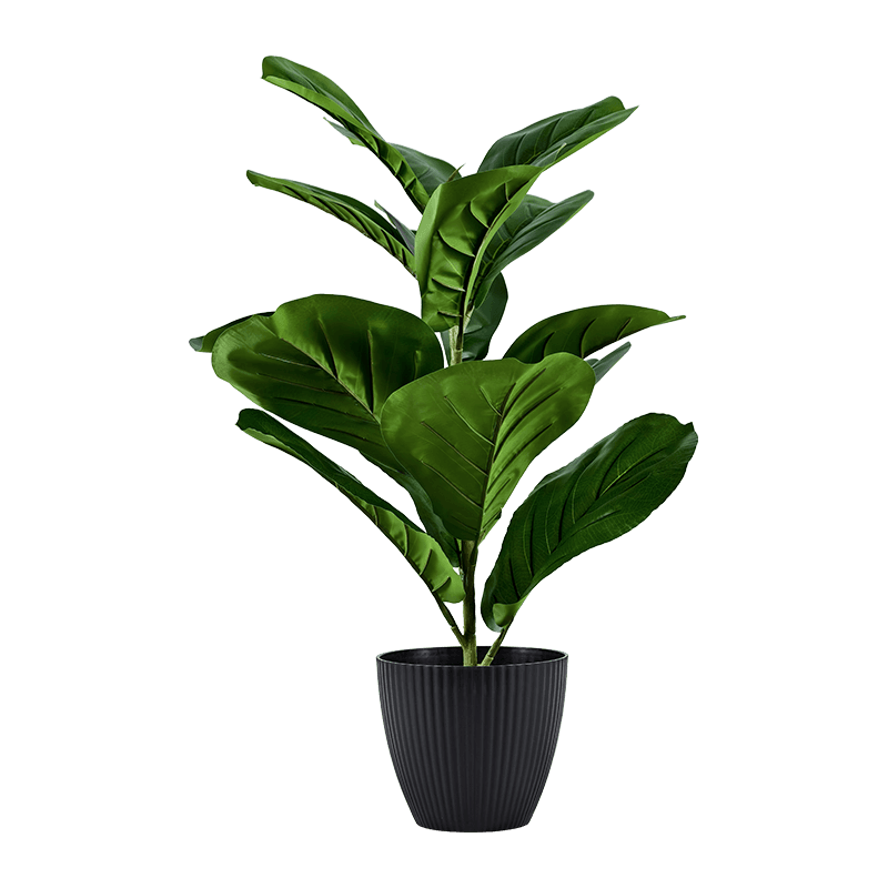 Fiddle Leaf Fig 15 Leaves in PP Pot 50cm