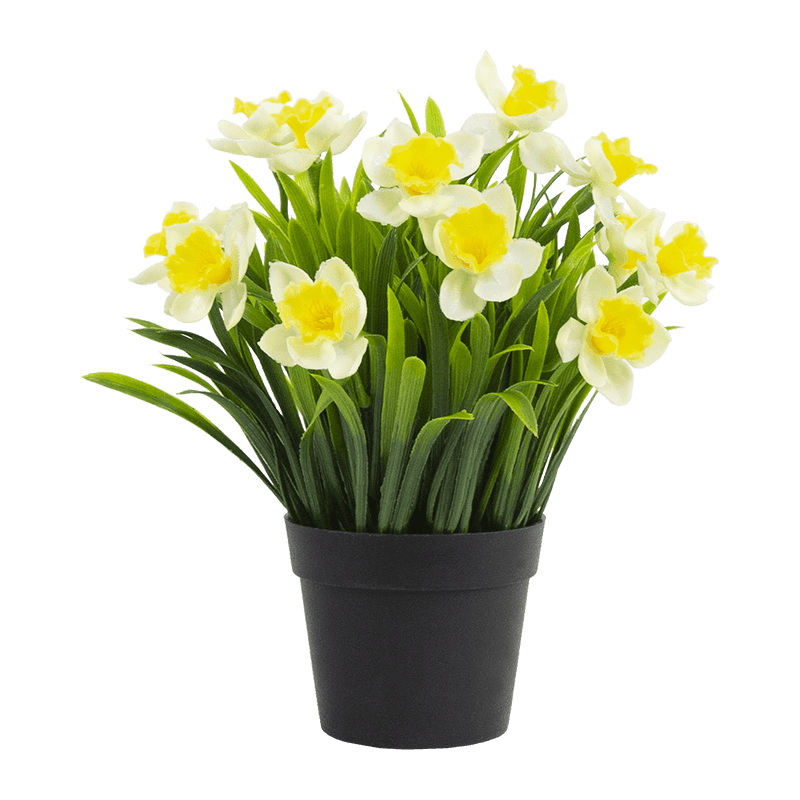 Artificial Narcissus in PP Pot 10.6