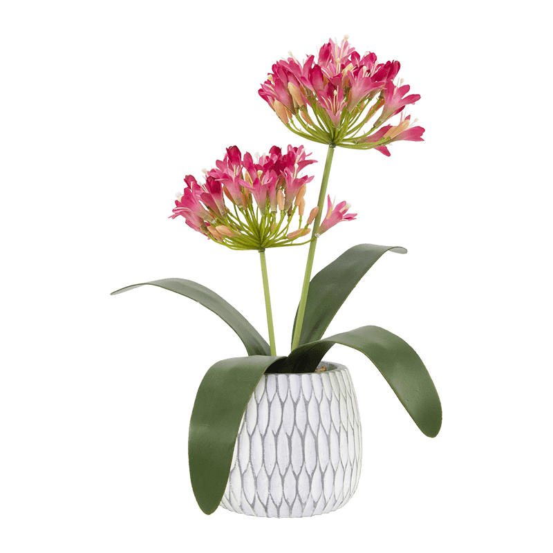 Artificial Agapanthus in Cement Pot