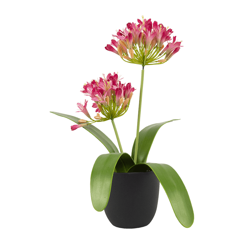 Artificial Agapanthus in Cement Pot