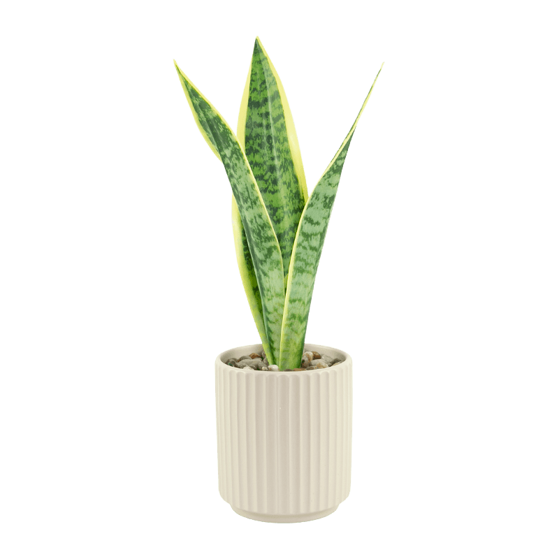 Artificial Aloe in Beige Ceramic Pot 16.1