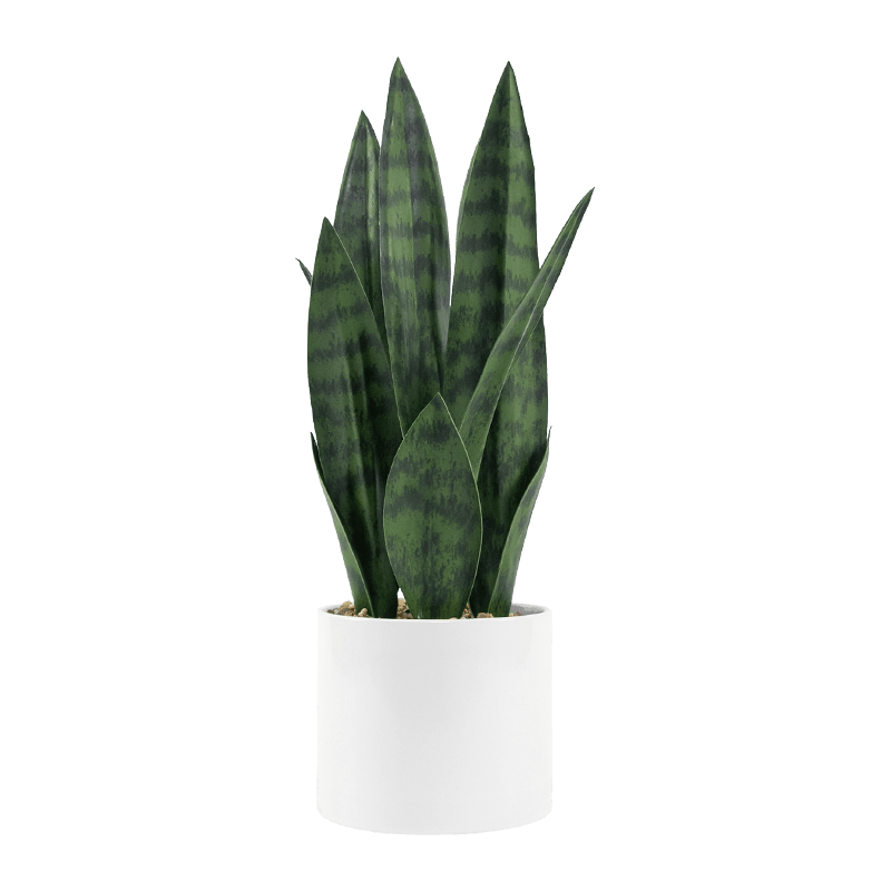 Artificial Snake Aloe Plant 12 Leaves