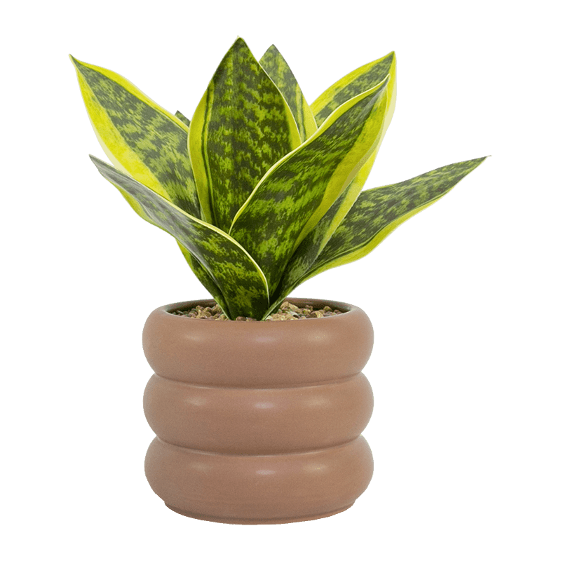 Decorative Snake Plant Brown Ceramic Pot 23cm
