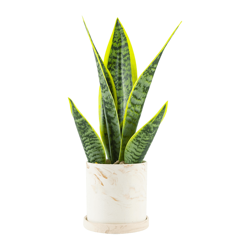 Artificial Snake Aloe Ceramic Pot 40cm