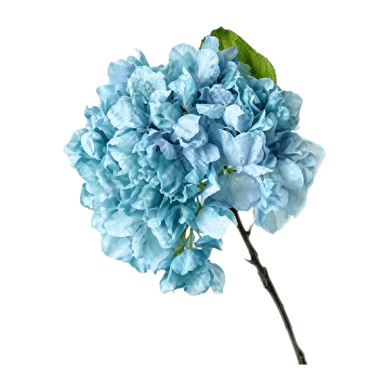 Single Hydrangea Flower 34cm