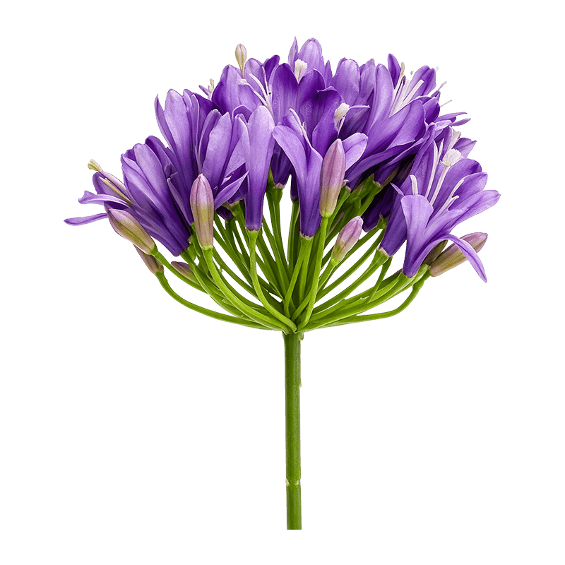 Artificial Agapanthus Single Stem