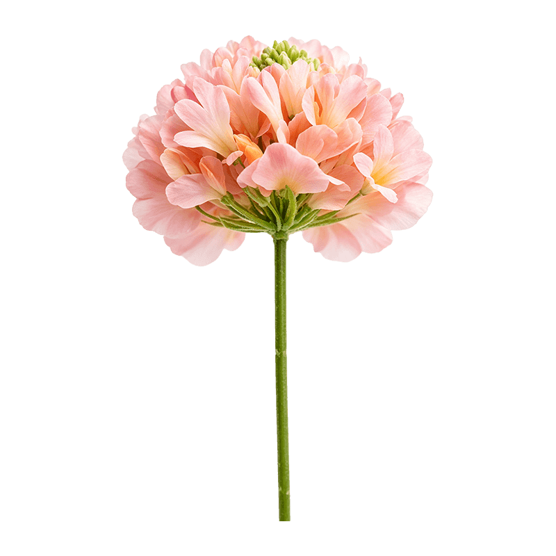 Artificial Agapanthus Single Stem
