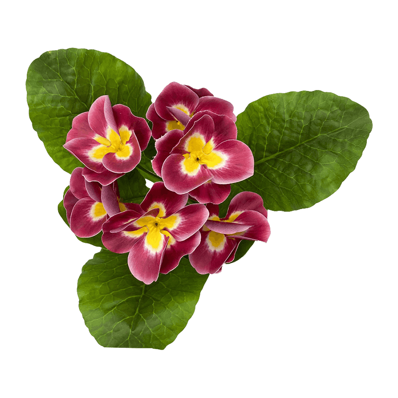 Artificial Primrose Bush