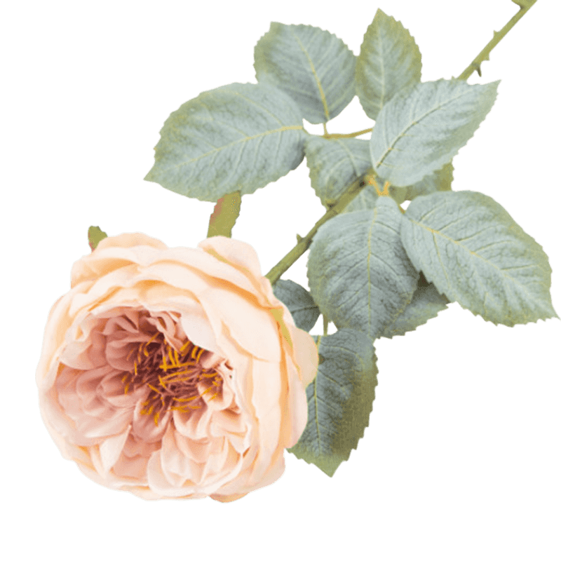 24" Artificial Vintage Apricot Austin Rose Stem