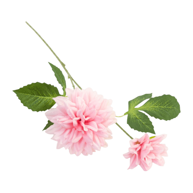 29"H Single Dahlia With Two Flowers