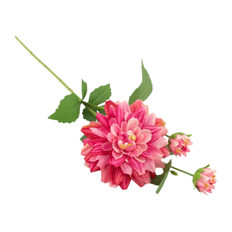 Single Dahlia With 3Flowers