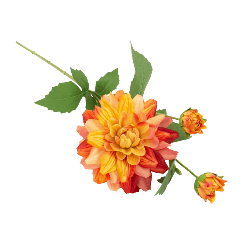 Single Dahlia With 3Flowers