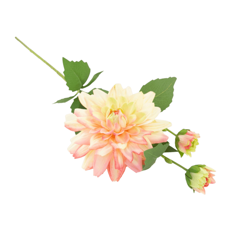 Single Dahlia With 3Flowers