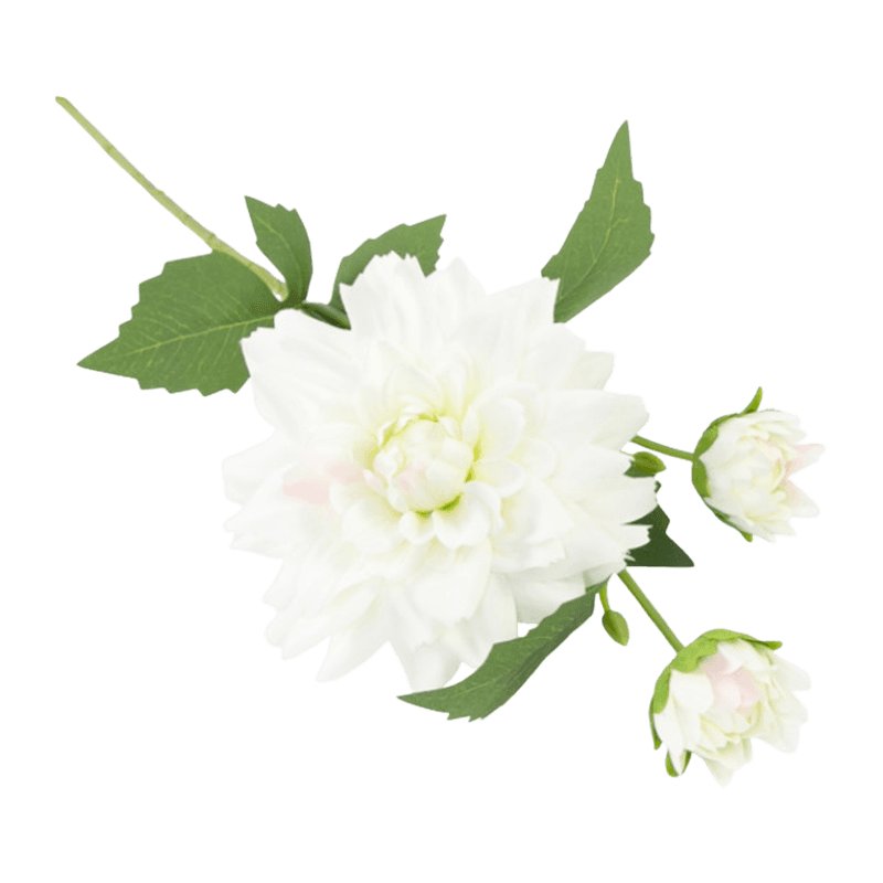 Single Dahlia With 3Flowers