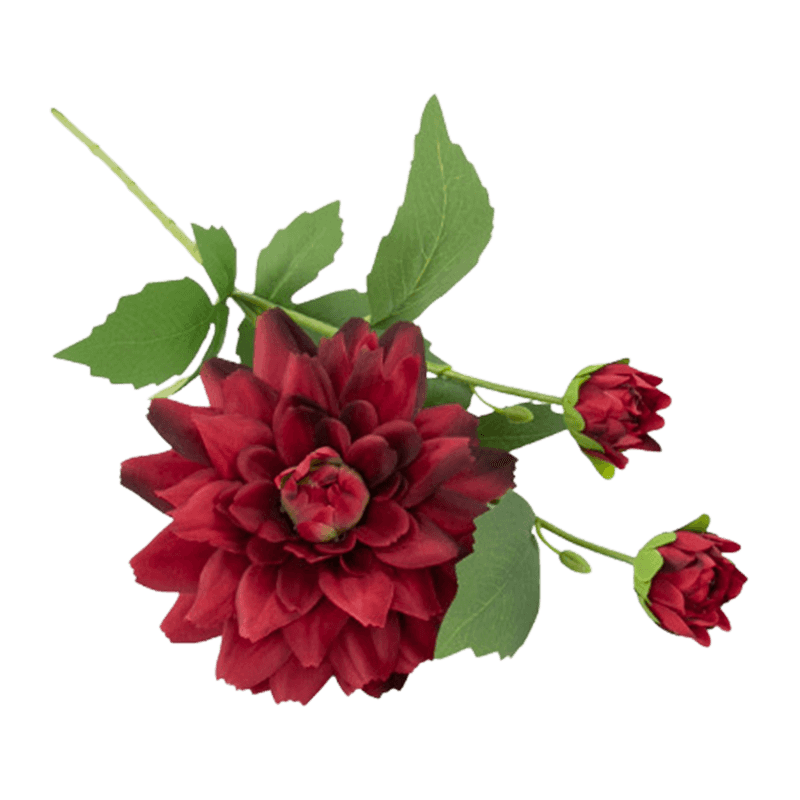 Single Dahlia With 3Flowers