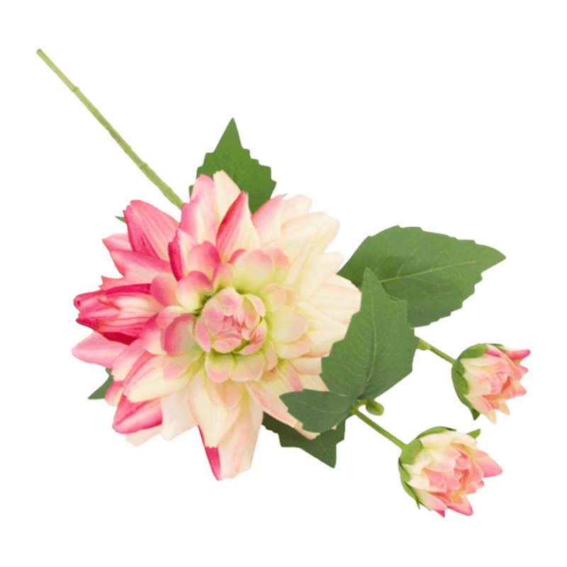 Single Dahlia With 3Flowers