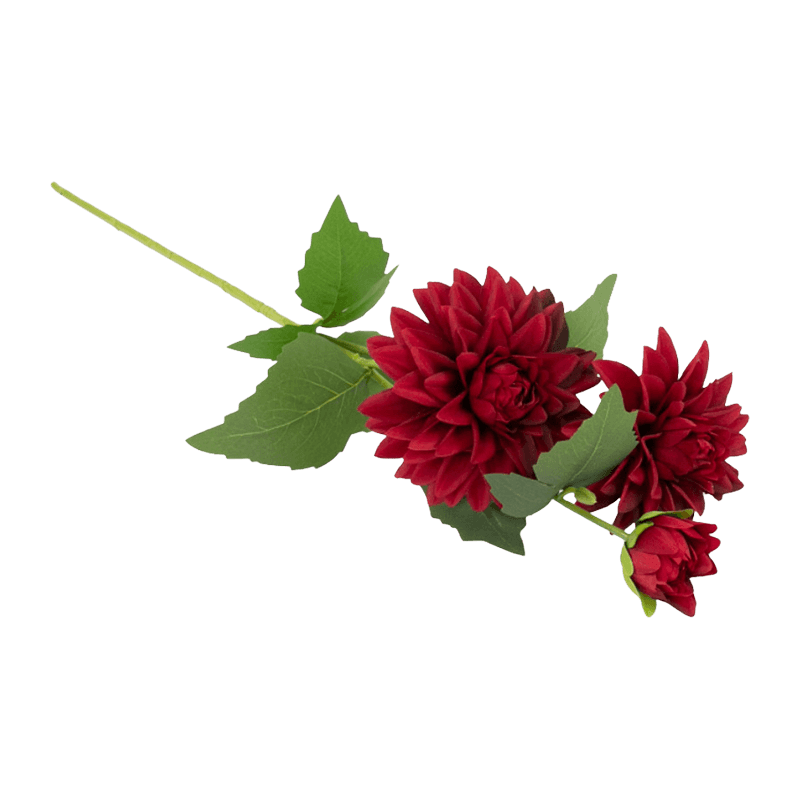 Single Dahlia With 3Flowers