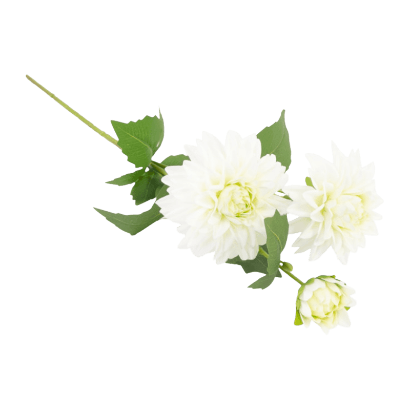 Single Dahlia With 3Flowers