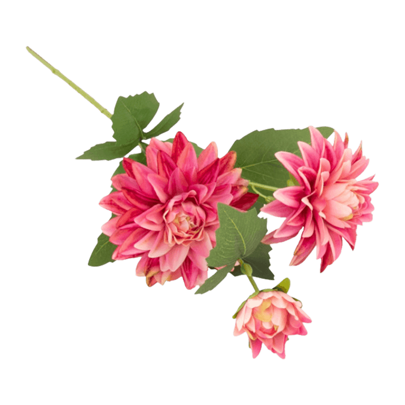 Single Dahlia With 3Flowers