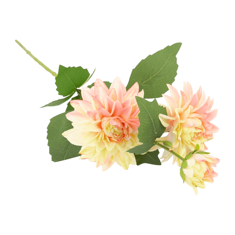 Single Dahlia With 3Flowers