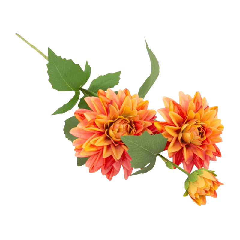 Single Dahlia With 3Flowers