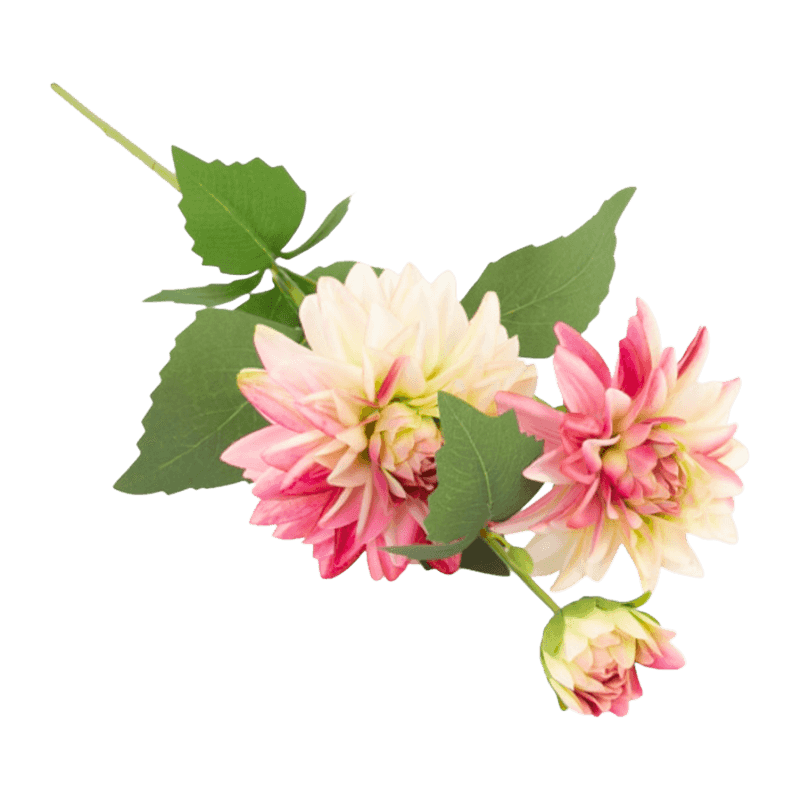 Single Dahlia With 3Flowers