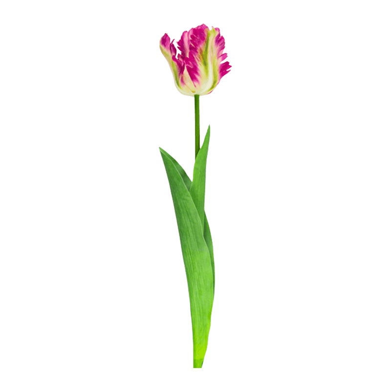 Artificial Parrot Tulip Flower