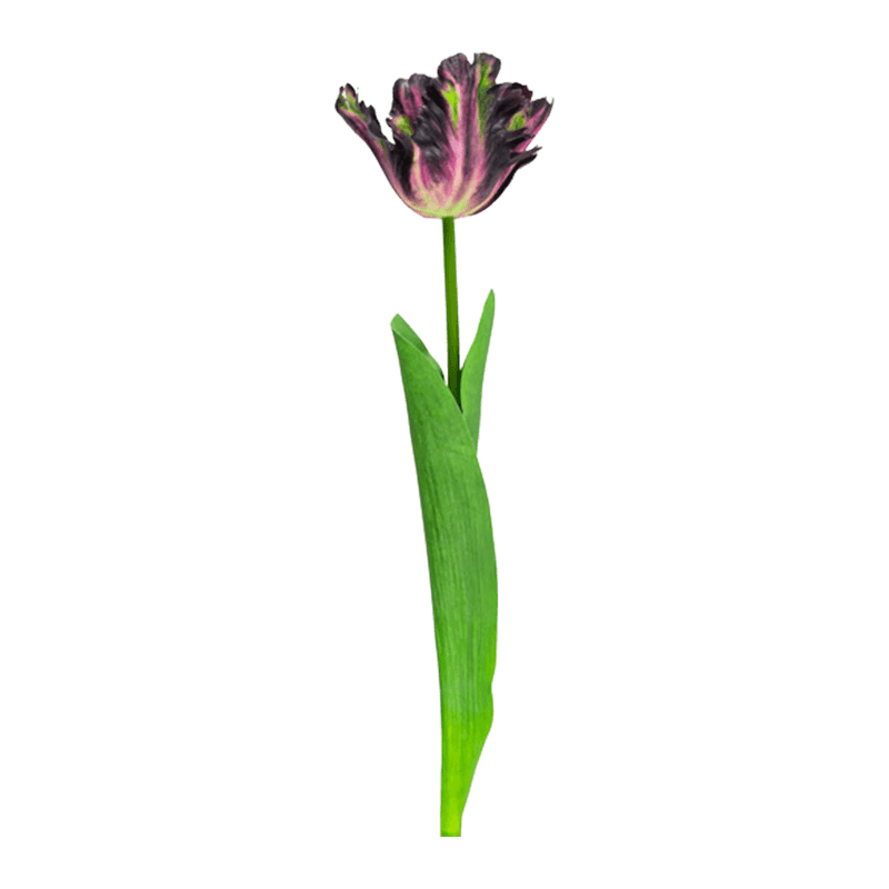 Artificial Parrot Tulip Flower