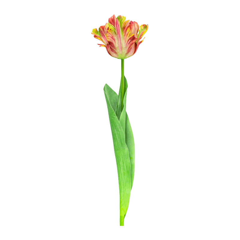 Artificial Parrot Tulip Flower