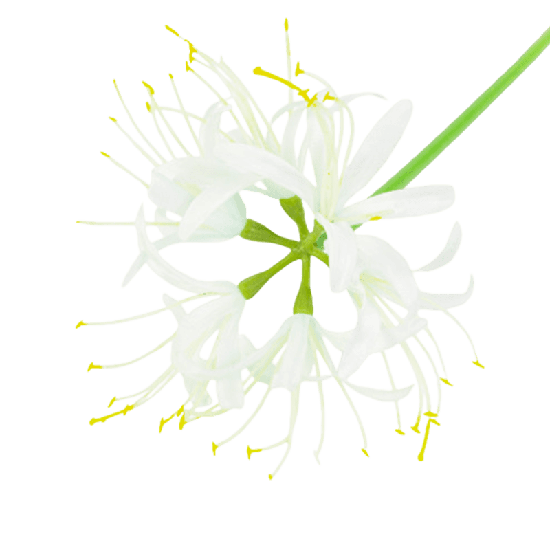 62cm Single Stem Artificial White Spider Lily