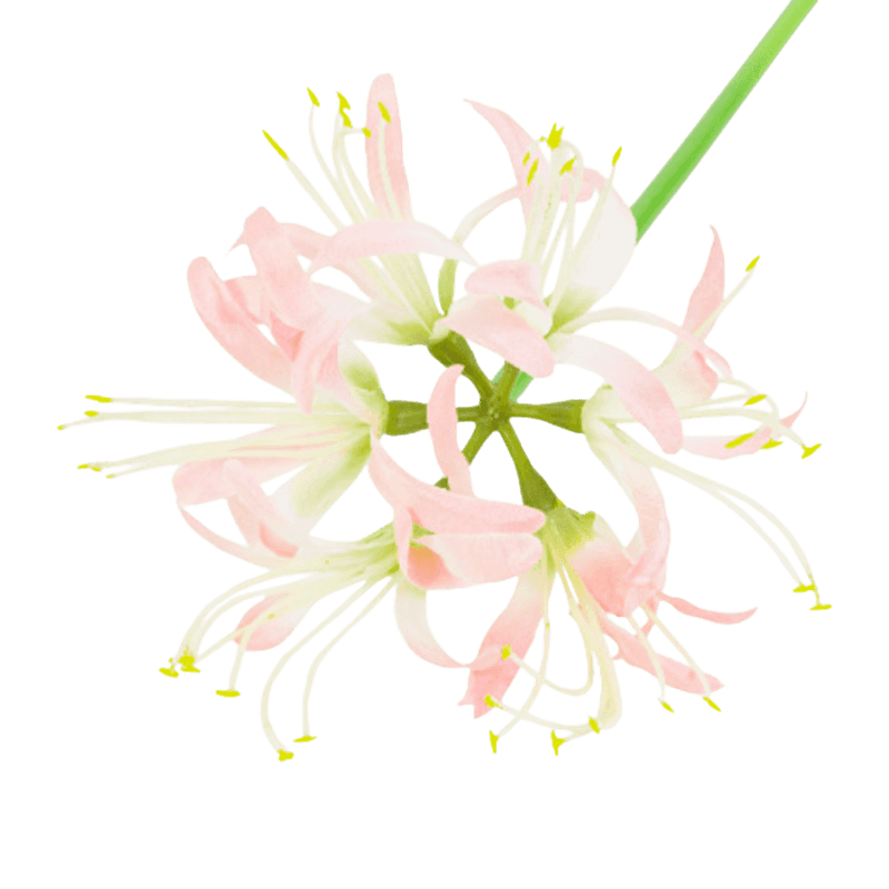 62cm Single Stem Artificial White Spider Lily