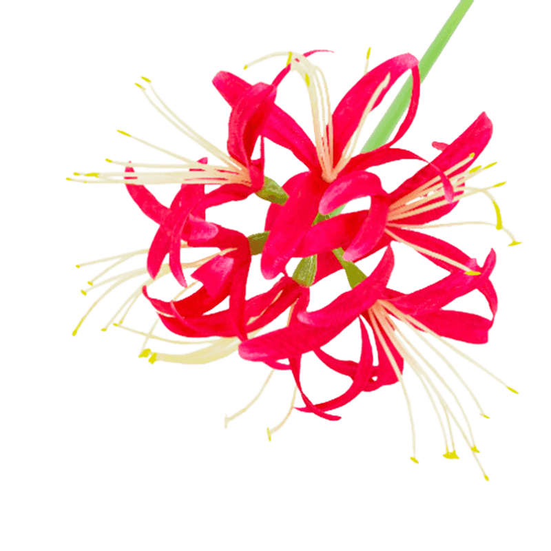 62cm Single Stem Artificial White Spider Lily
